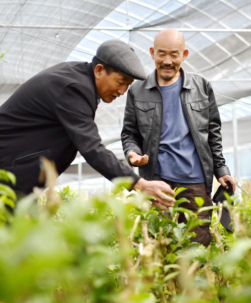 一抹茗香沁民心——跨越千年的茶叶天路之旅
