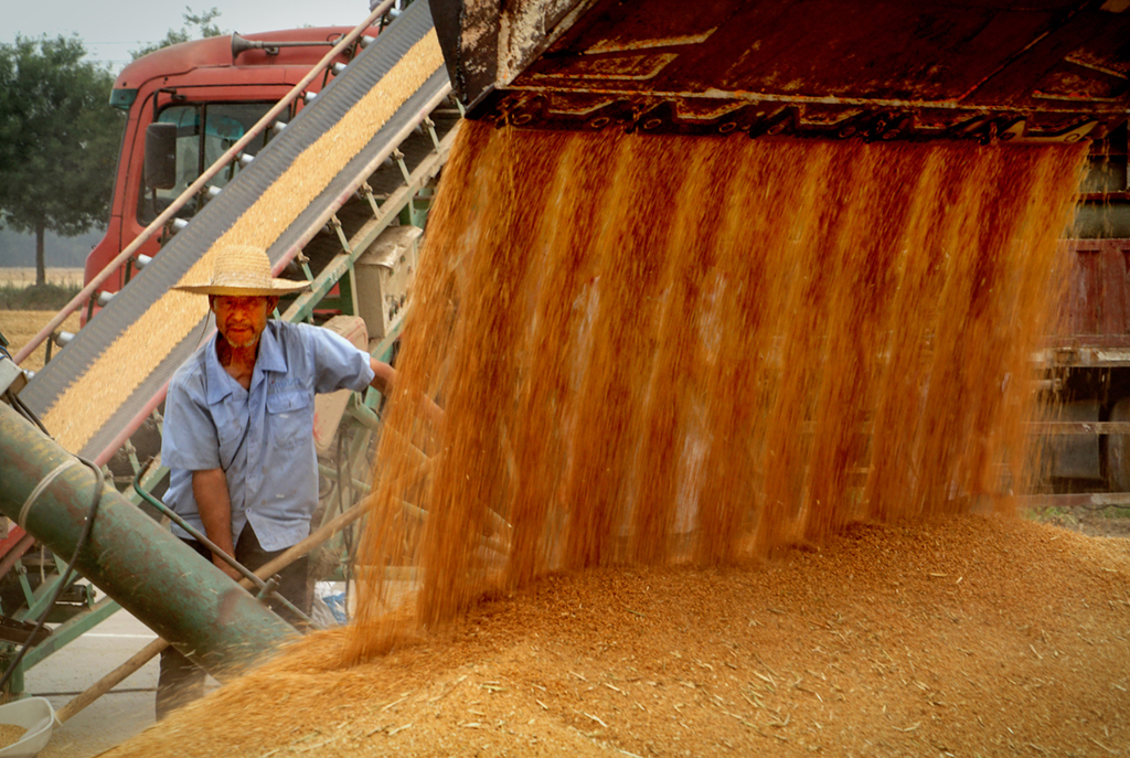 在河南省黃泛區農場的一處晒場，一名工作人員在裝運小麥（2018年6月4日攝）。新華社記者 李安 攝
