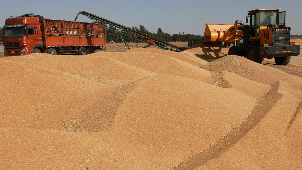在河南省周口市黃泛區農場的一處晒場，工作人員操作機器裝運小麥（6月5日攝）。新華社記者 許雅楠 攝