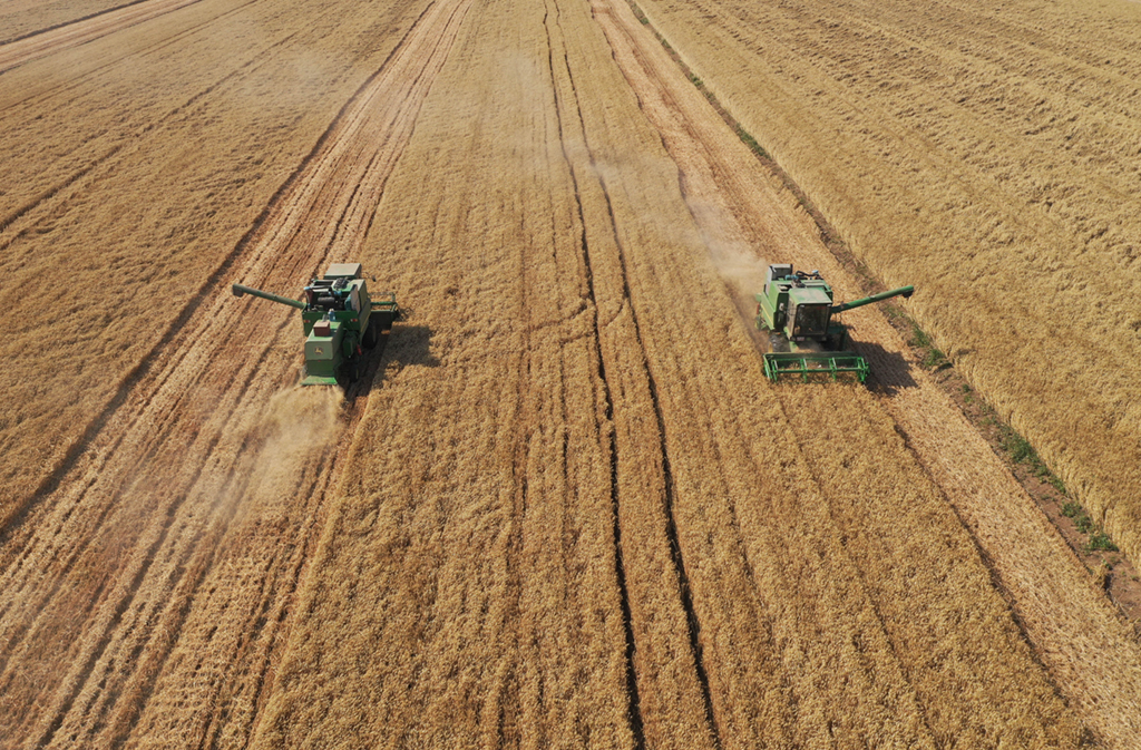 在河南省黃泛區農場九分場的麥田裡，農機手操作收割機收獲小麥（無人機照片，6月6日攝）。新華社記者 李嘉南 攝