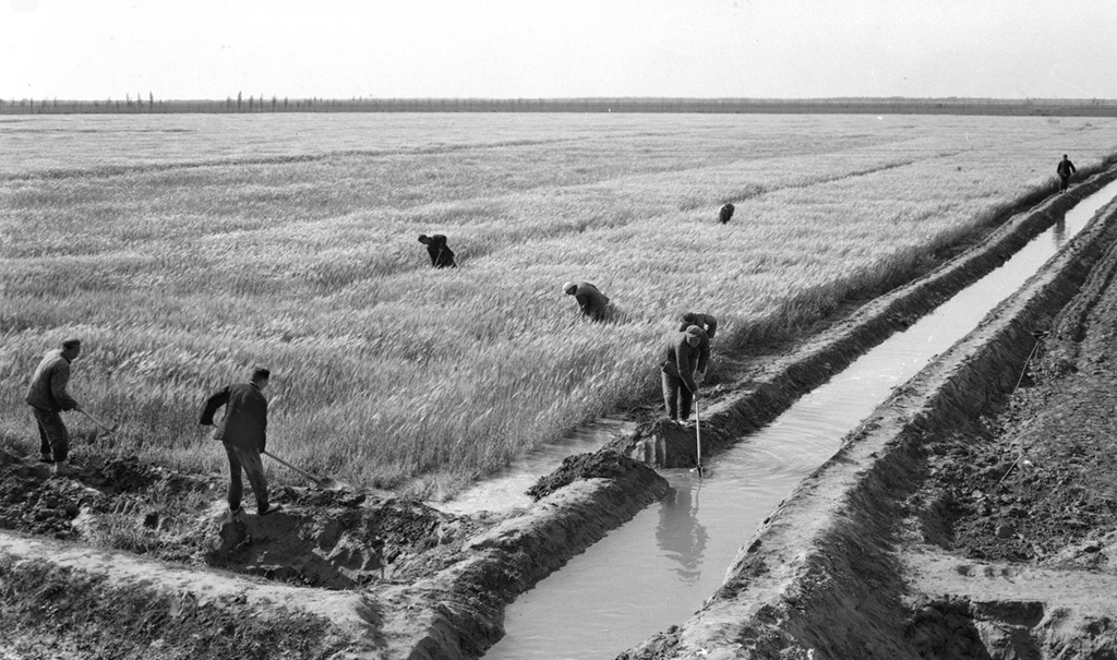 1961年，黃泛區農場工人在給孕穗的小麥澆水抗旱。新華社記者 楊震河 攝