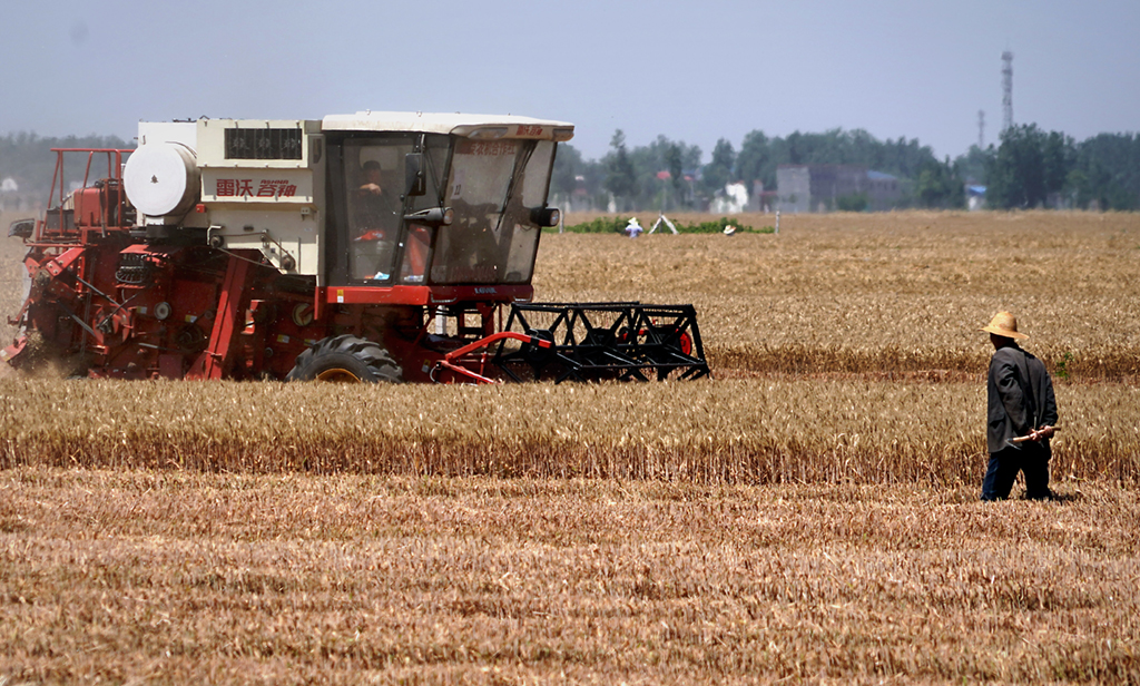 在河南省黃泛區農場二分場的麥田裡，農機手操作收割機收獲小麥（6月5日攝）。新華社記者 李安 攝