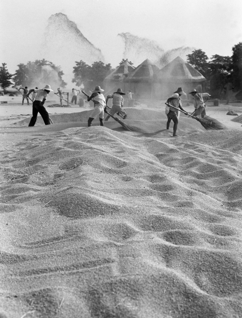 1960年，黃泛區農場的晒麥場上，工人揚晒小麥。新華社記者 楊震河 攝