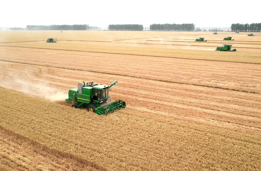 在河南省黃泛區農場九分場的麥田裡，農機手操作大型收割機收獲小麥（無人機照片，2020年6月2日）。新華社記者 李嘉南 攝