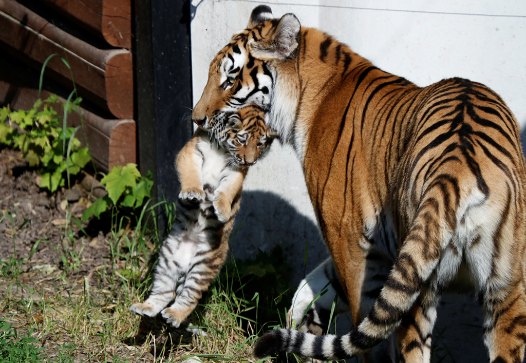  Tiger parent-child