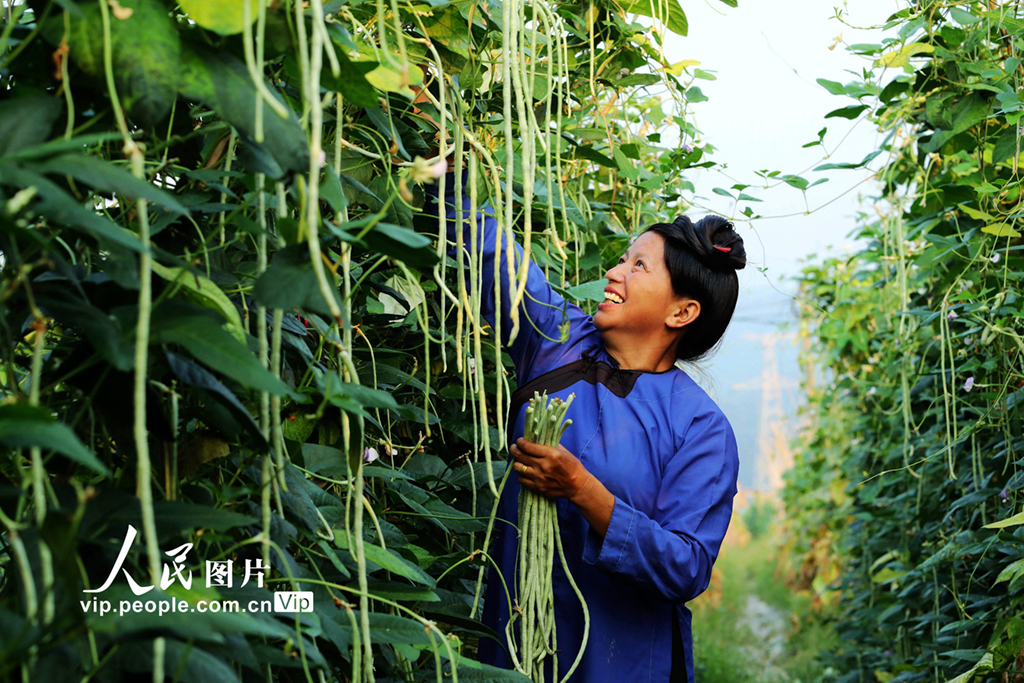 6月9日，贵州省榕江县古州镇月寨村“榕江县阳光女子蔬菜种植农民专业合作社”社员在采收豇豆。