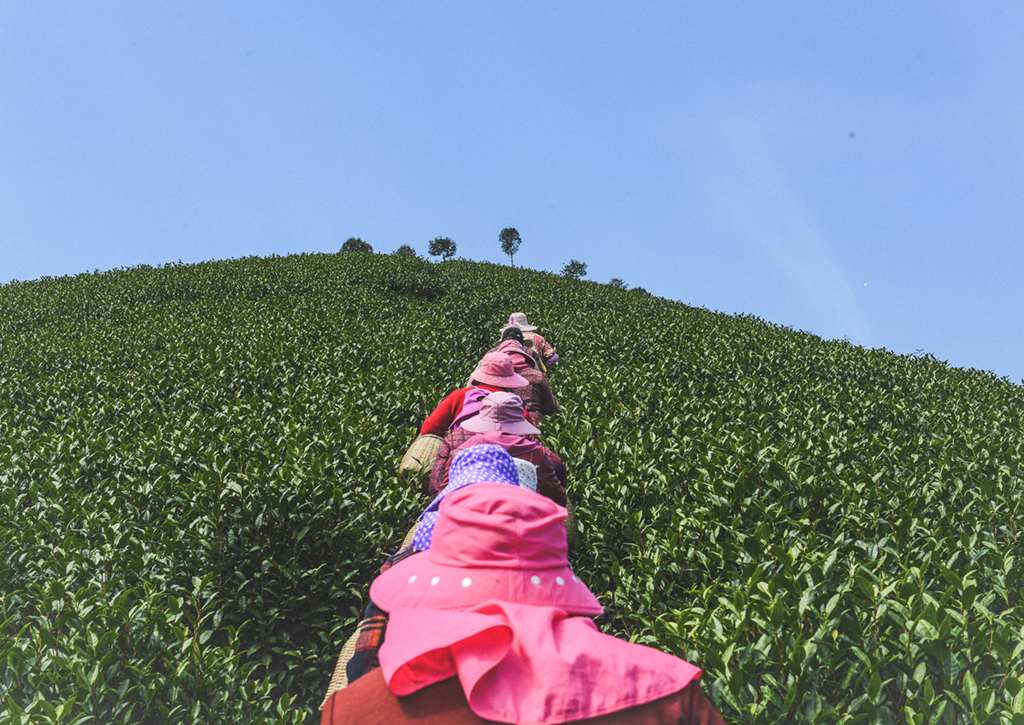 採茶工在浙江湖州吳興區埭溪鎮長林農場的茶園上山採摘春茶（2020年3月16日攝）。新華社記者 翁忻旸 攝