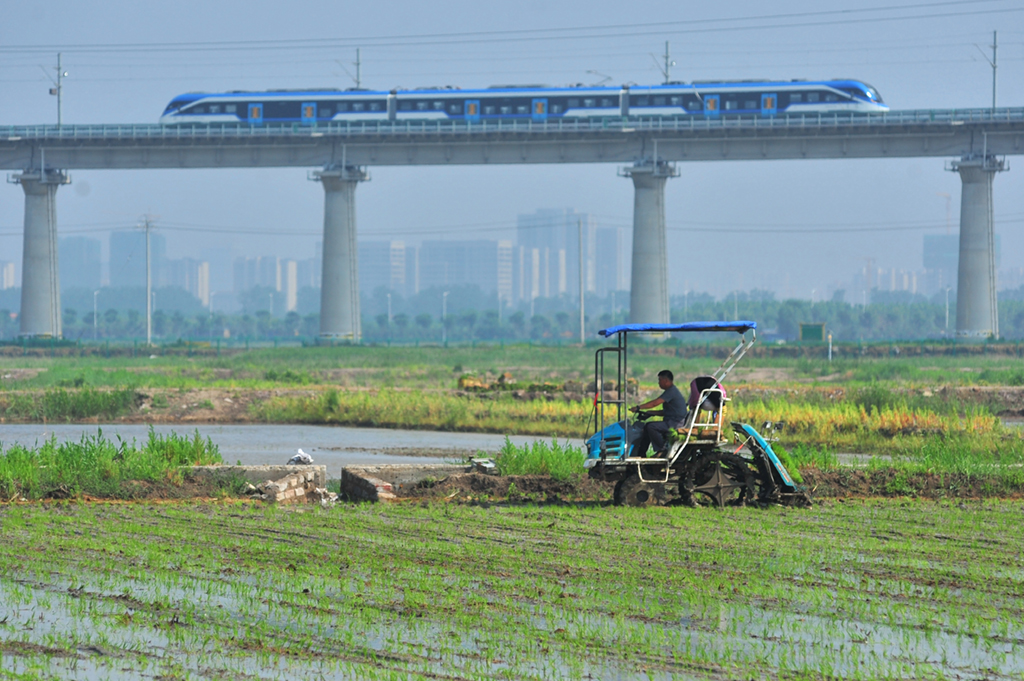 6月11日，農民在青島市城陽區上馬街道的鹽鹼地稻作改良示范基地駕駛插秧機進行插秧作業。