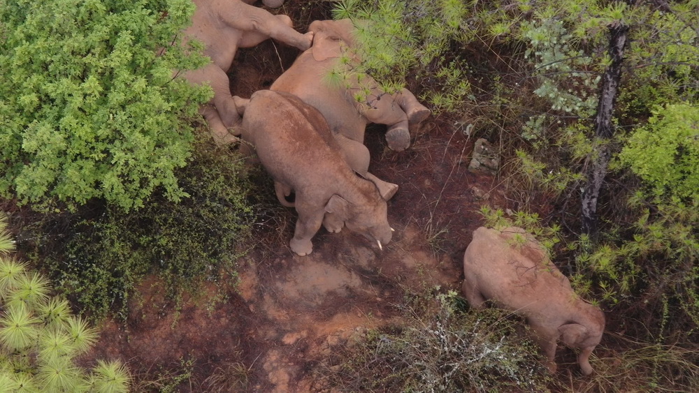 6月12日在玉溪市易門縣十街鄉拍攝的象群（無人機照片）。