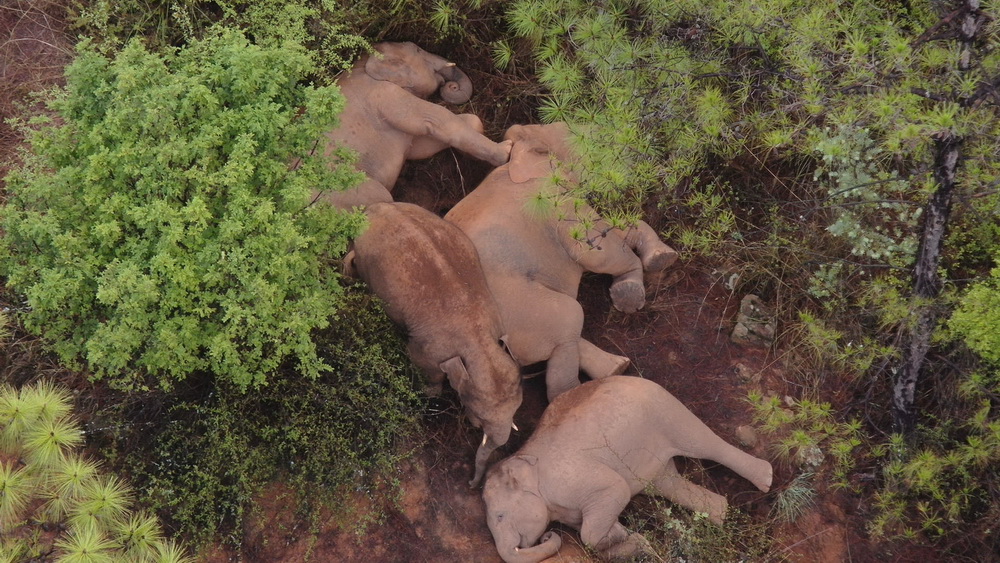 6月12日在玉溪市易門縣十街鄉拍攝的象群（無人機照片）。