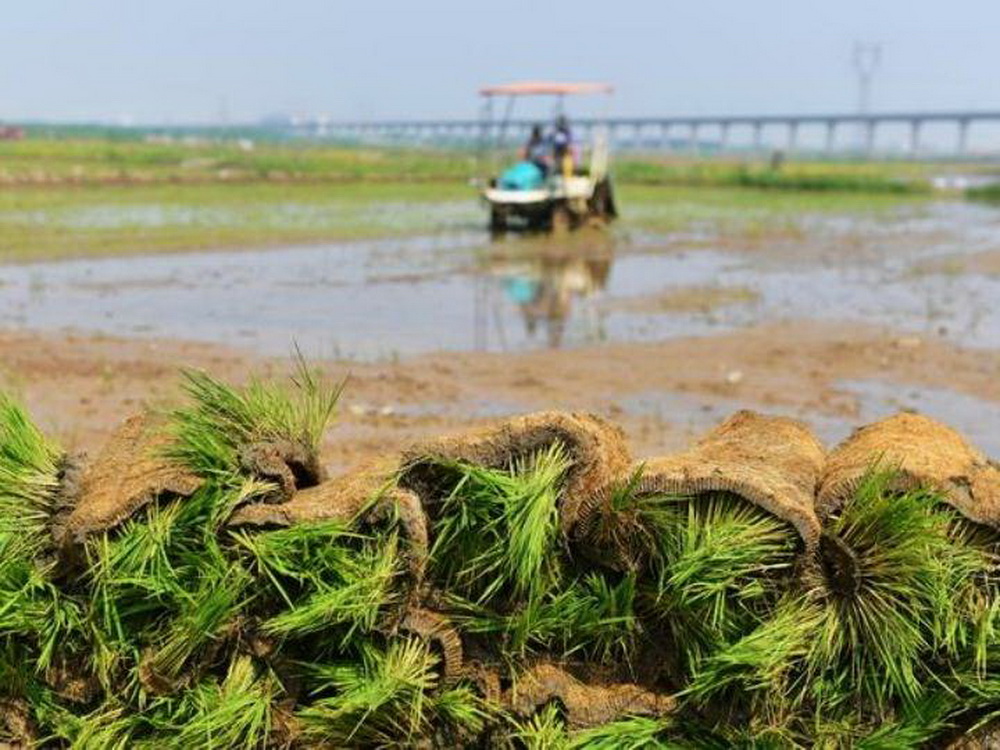 "Seawater rice" planting season has been ushered in in many places of the country 