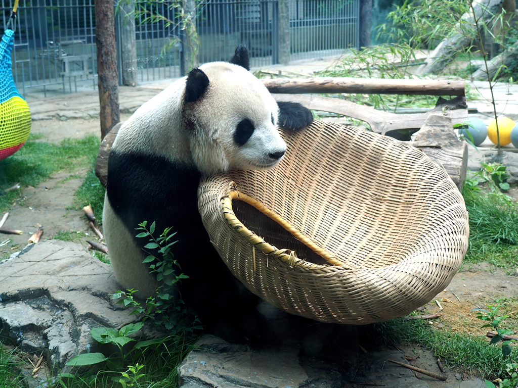 大熊貓吃竹筍過端午 “萌翻”游客【3】