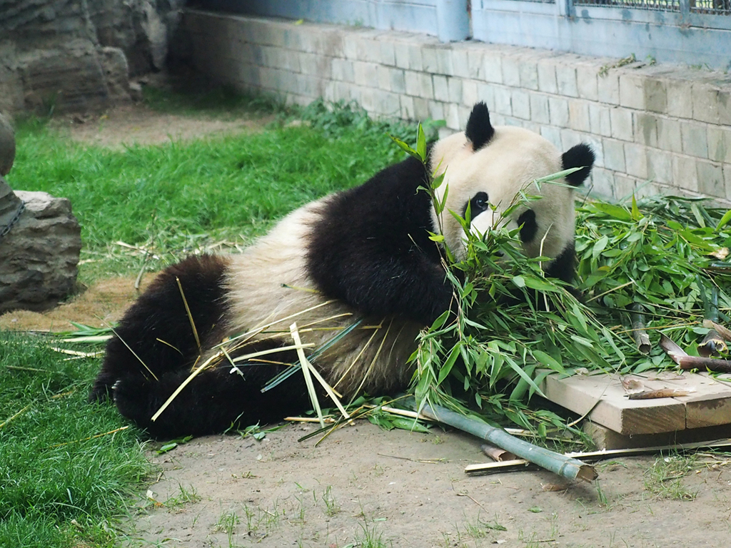 大熊貓吃竹筍過端午 “萌翻”游客【2】