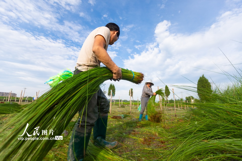 2021年6月15日，在寧波海曙區陸西村，農民們正在收割藺草。