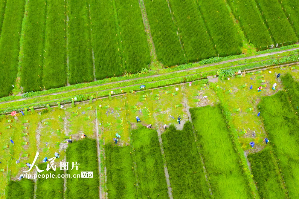 2021年6月15日，在寧波海曙區陸西村，農民們正在收割藺草。