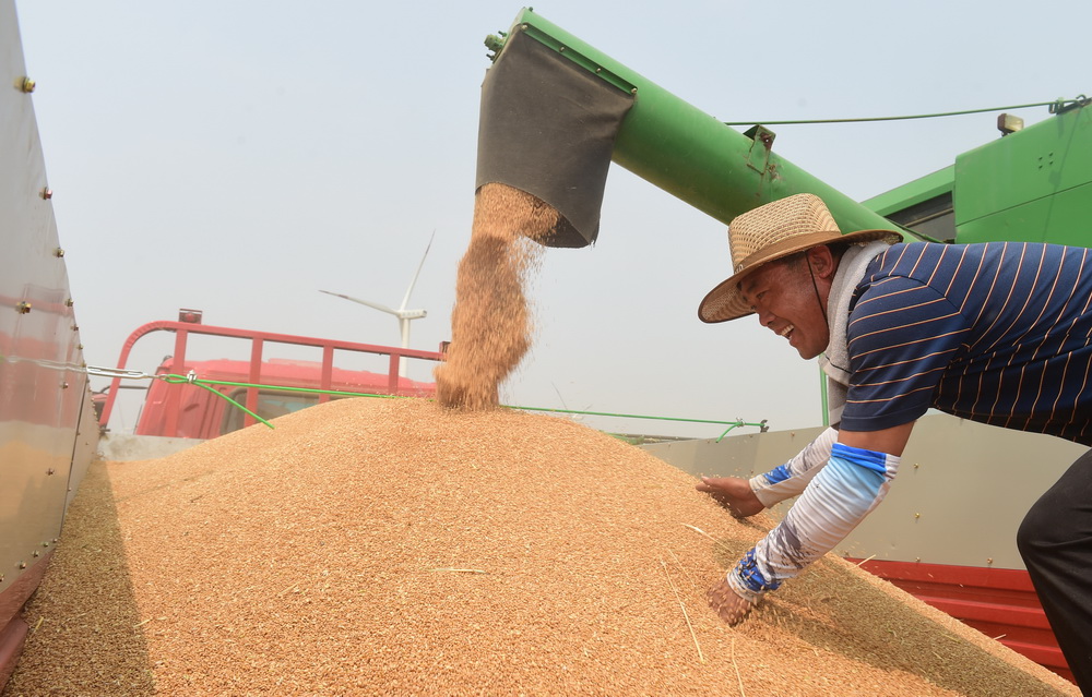 6月15日，黃驊友和種植專業合作社的農民在旱鹼麥農業標准化種植示范區收獲旱鹼麥。