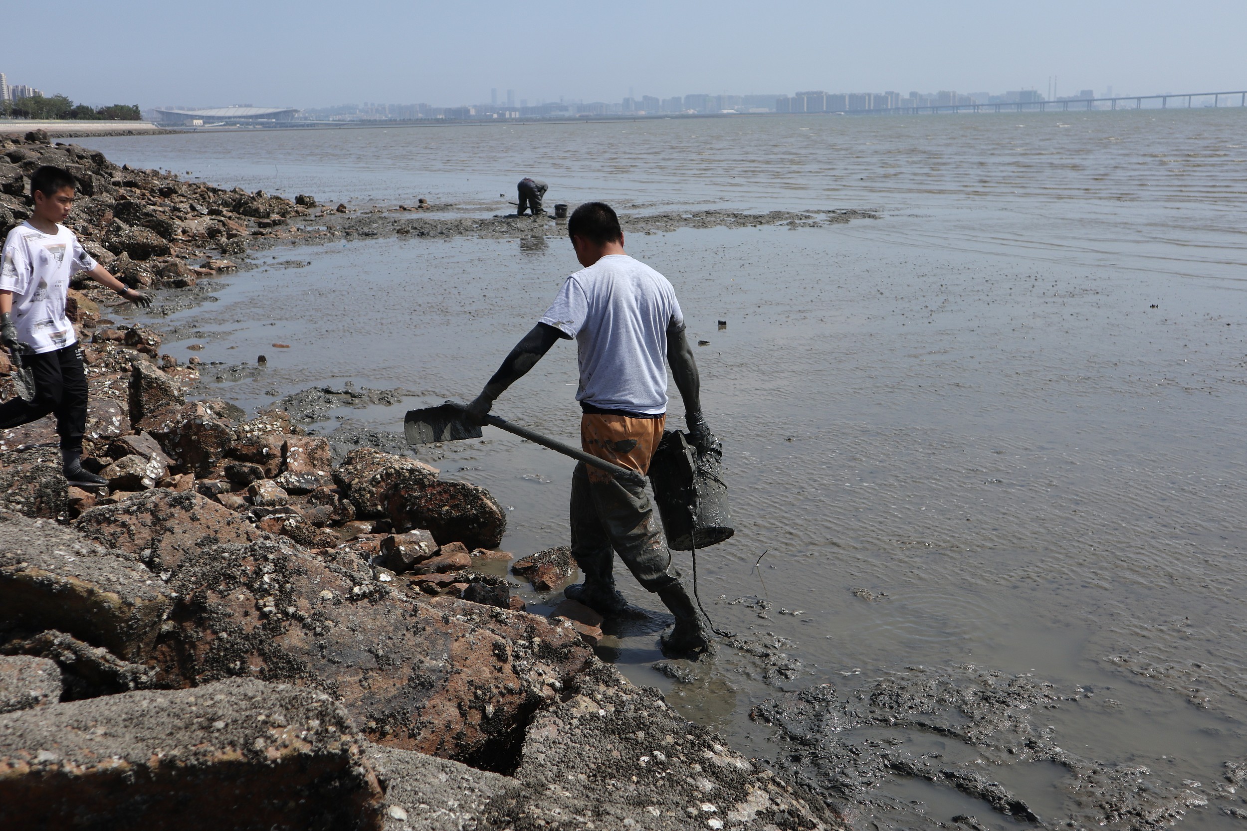 2021年6月16日，山東省青島市市民在白泥地公園灘涂挖縊蟶。