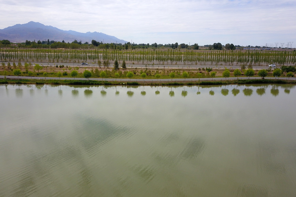 這是6月16日在臨澤縣拍攝的水系連通項目中打通的梨園河東河水系（無人機照片）。