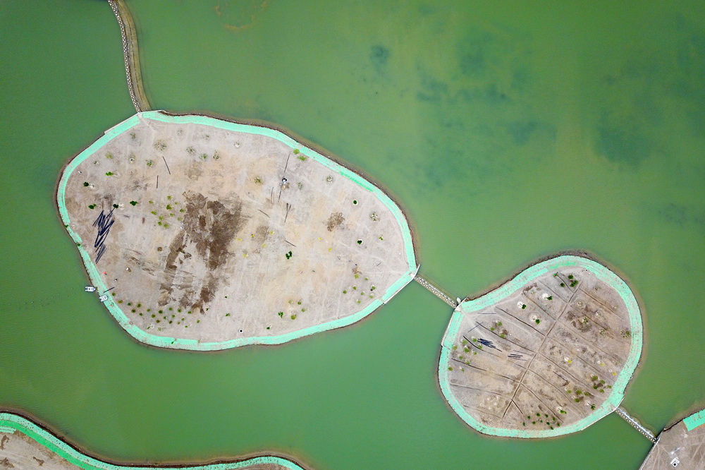這是6月10日拍攝的臨澤縣臨平路鄉村振興帶水系連通建設現場（無人機照片）。