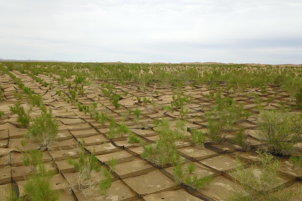 這是6月16日拍攝的臨澤縣北部干旱荒漠沙化土地封禁保護區（無人機照片）。