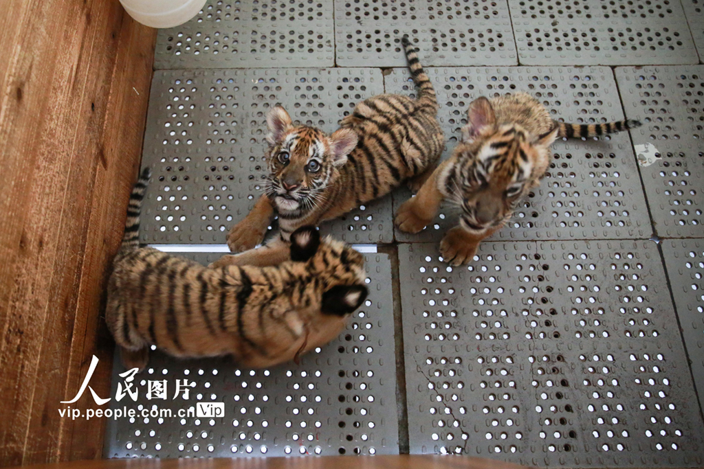 2021年6月17日，南昌動物園育嬰室內的華南虎寶寶。