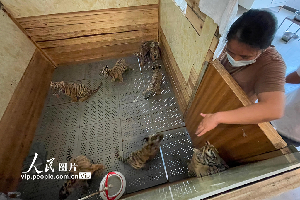 2021年6月17日，南昌動物園育嬰室內的華南虎寶寶。