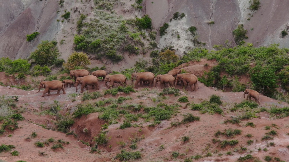 6月17日在玉溪市易門縣十街鄉拍攝的象群（無人機視頻截圖）。