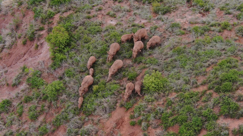 6月18日在玉溪市峨山縣境內拍攝的象群（無人機視頻截圖）。新華社發