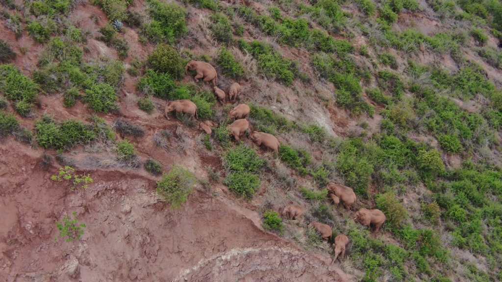 6月18日在玉溪市峨山縣境內拍攝的象群（無人機視頻截圖）。新華社發