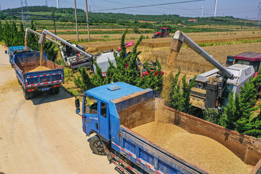 山東小麥收獲已近九成 