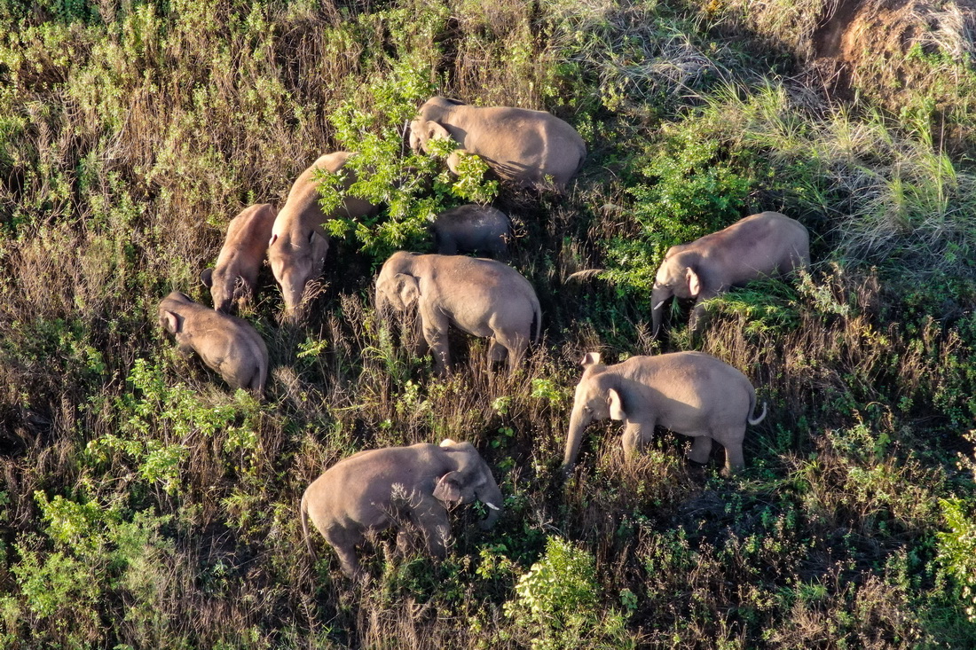 雲南北移亞洲象群小范圍活動 獨象返回晉寧區