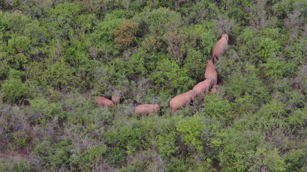 6月22日在雲南省玉溪市峨山縣大龍潭鄉附近拍攝的象群（無人機視頻截圖）。