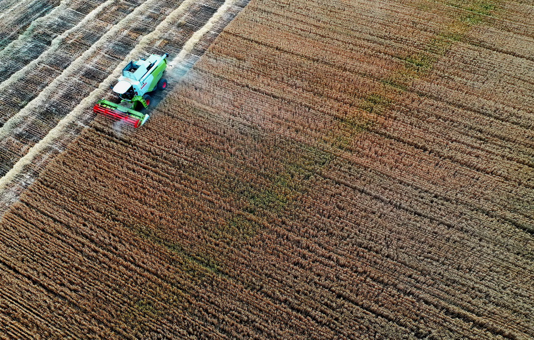 5月27日，在河南省寶豐縣龍王溝鄉村振興示范區的一處麥田裡，農機手駕駛收割機收割小麥（無人機照片）。新華社記者 李嘉南 攝