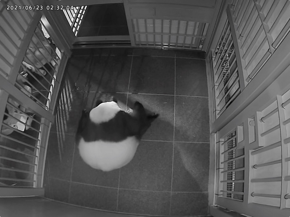 6月23日，大熊貓媽媽“仙女”在日本東京上野動物園誕下一隻幼崽。