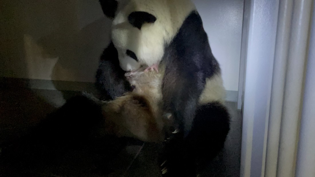 6月23日，大熊貓媽媽“仙女”在日本東京上野動物園口銜著幼崽。