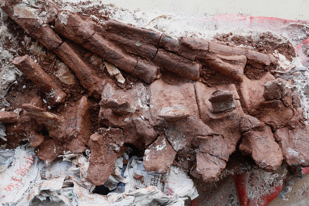雲南祿豐：新發掘侏羅紀時期恐龍化石開始修復【2】