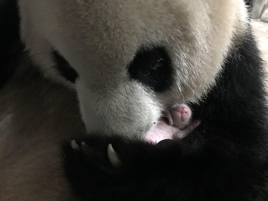 6月24日拍攝的大熊貓“莽仔”與幼仔。