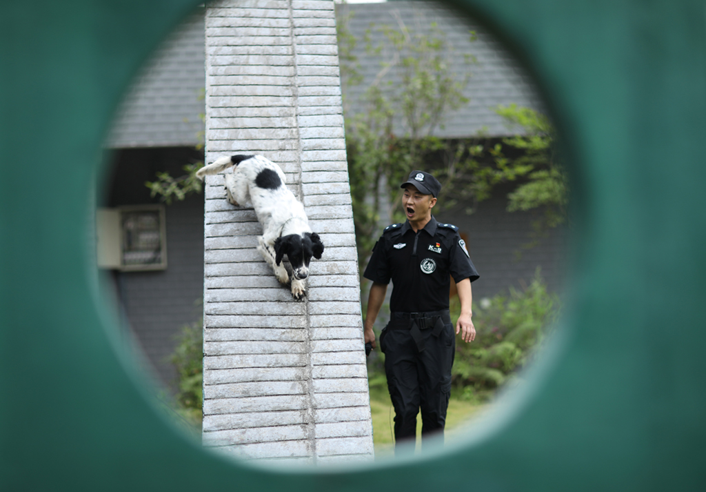 6月25日，在赤水市公安局警犬訓練基地，陳利強帶著緝毒犬“羅特”進行跨越障礙訓練。