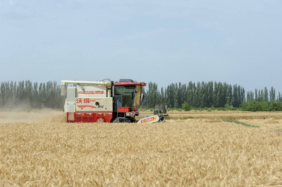 在新疆库车市的麦田里，麦客阿地力・沙拉木的联合收割机正在收割小麦（6月19日摄）。新华社记者 高晗 摄