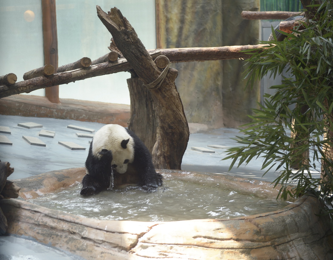 6月27日，在青海省西寧熊貓館，大熊貓“園滿”在水池中玩耍。