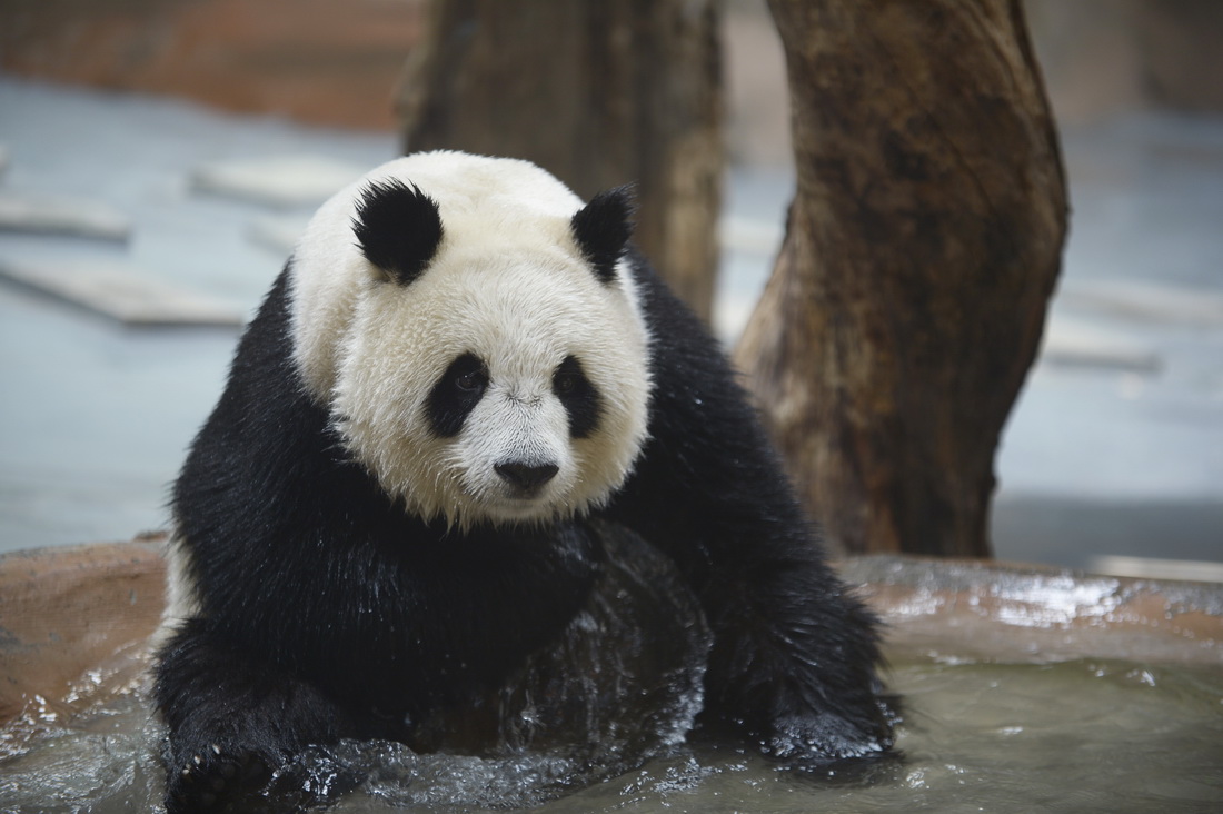 6月27日，在青海省西宁熊猫馆，大熊猫“园满”在水池中玩耍。