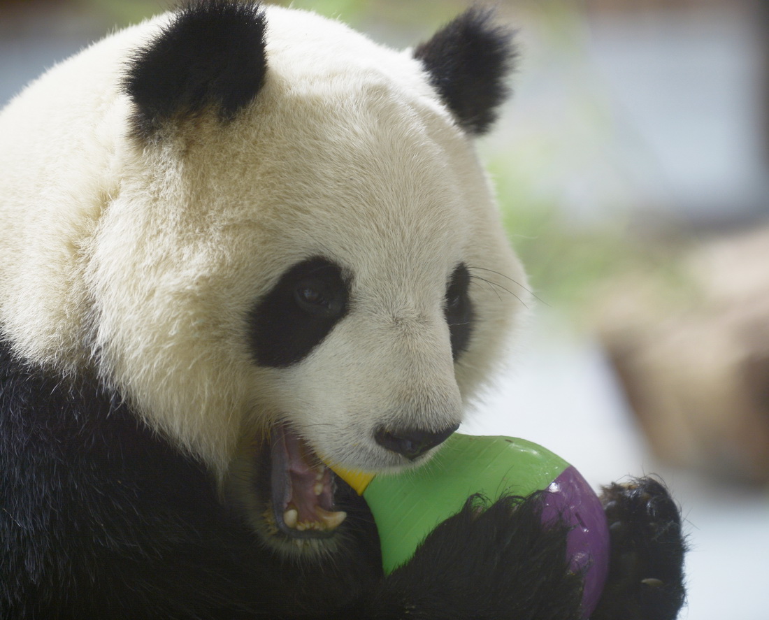 6月27日，在青海省西寧熊貓館，大熊貓“奇果”在玩耍。