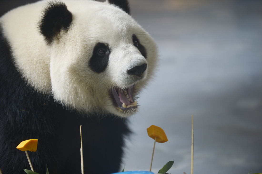 6月27日，在青海省西寧熊貓館，大熊貓“奇果”享用生日蛋糕。
