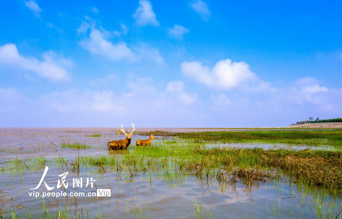 2021年6月28日，江蘇鹽城條子泥濕地，麋鹿在棲息。