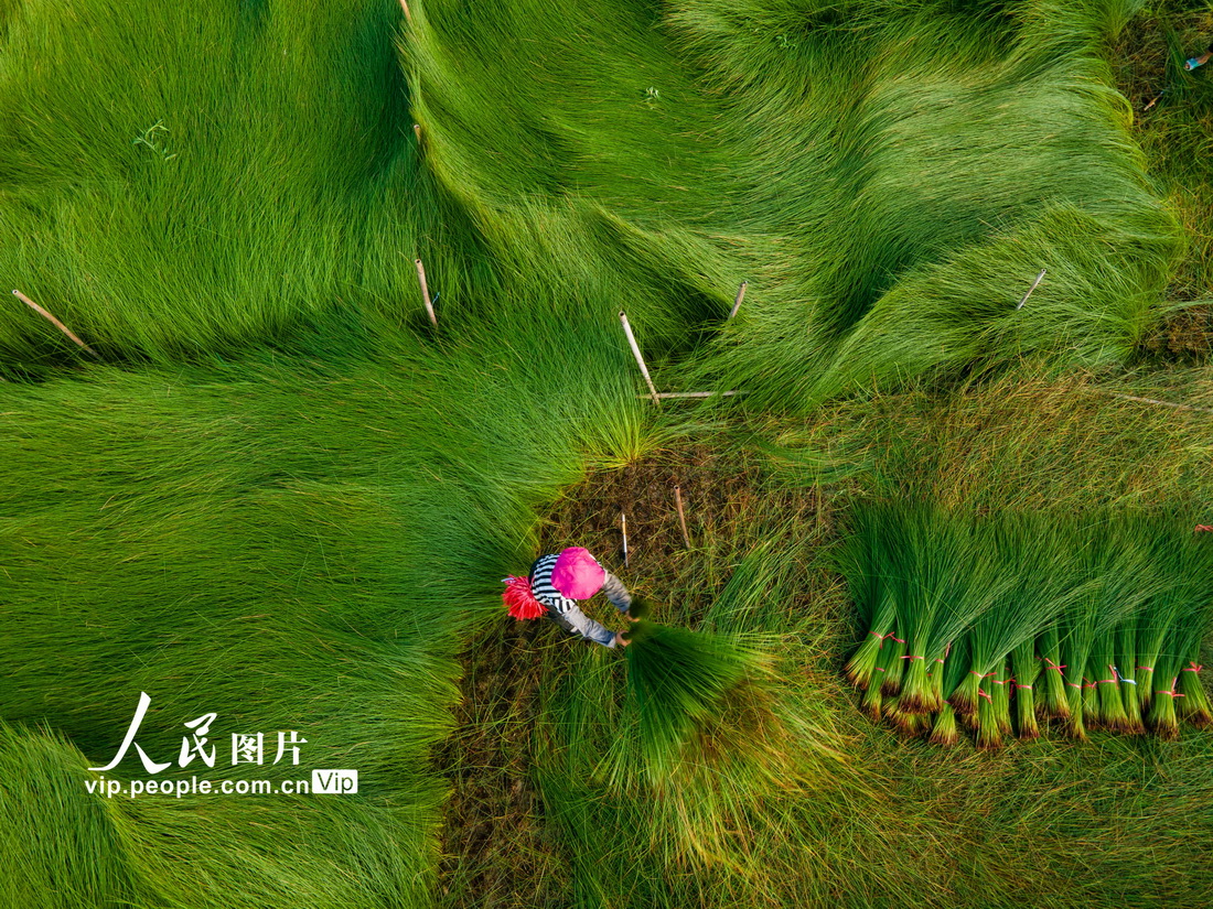 2021年6月29日，四川省眉山市東坡區尚義鎮的村民在收割藺草。