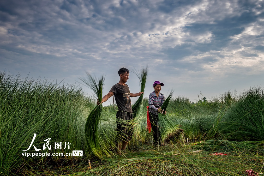 2021年6月30日，四川省眉山市東坡區尚義鎮的村民在分揀藺草。