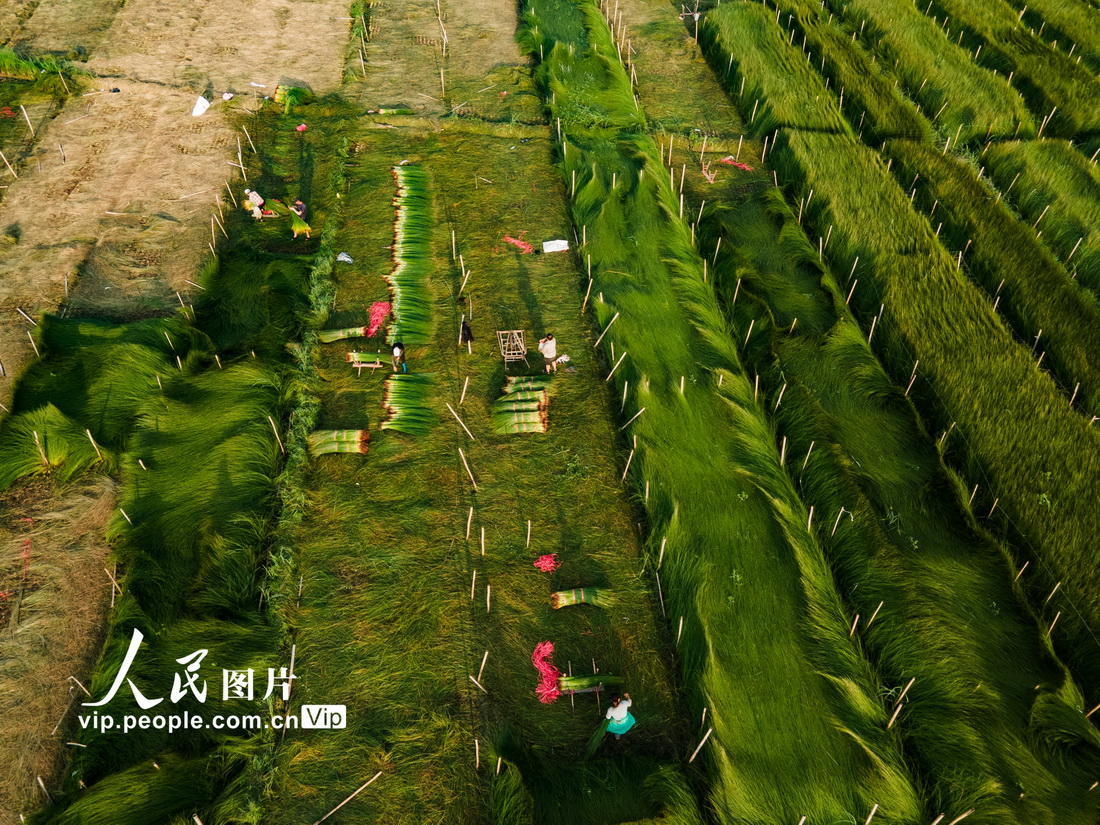 2021年6月30日，四川省眉山市东坡区尚义镇的村民在蔺草田里劳作。