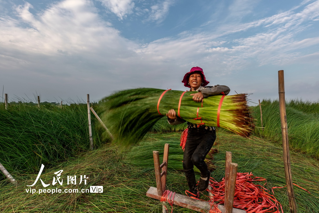 2021年6月29日，四川省眉山市東坡區尚義鎮的村民在打捆藺草。
