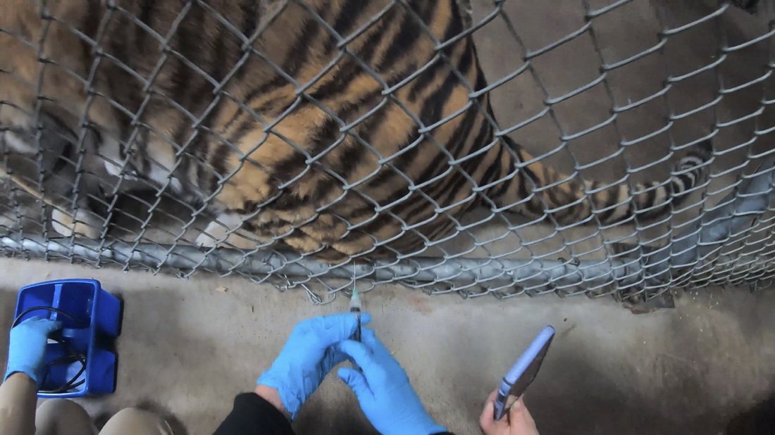 7月1日，工作人员在美国加利福尼亚州奥克兰动物园为一只老虎注射新冠疫苗。