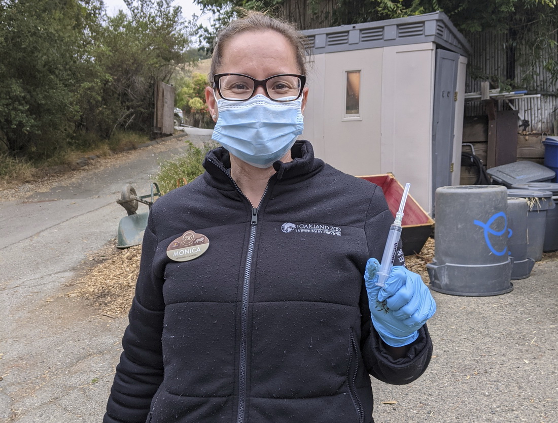 7月1日，工作人员在美国加利福尼亚州奥克兰动物园展示为动物接种新冠疫苗的注射器。